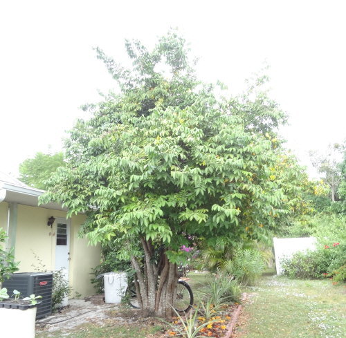 averrhoa-carambola-star-fruit-edible