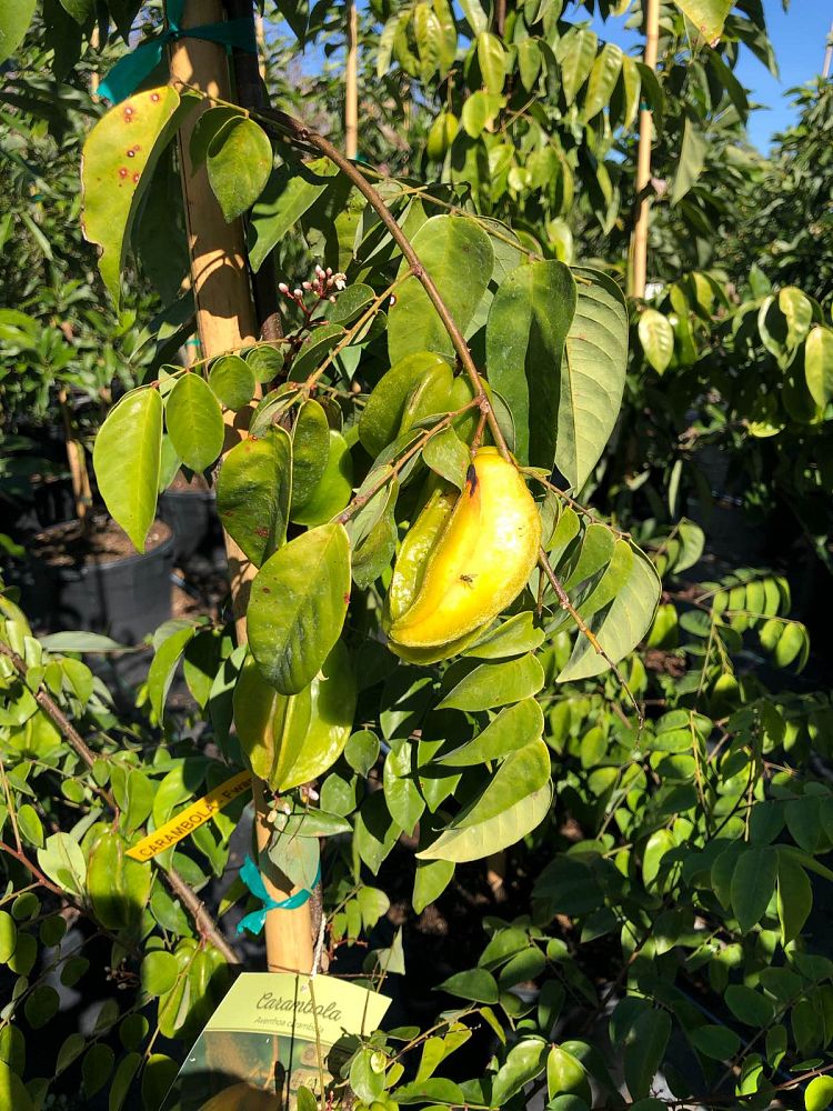 averrhoa-carambola-star-fruit-edible