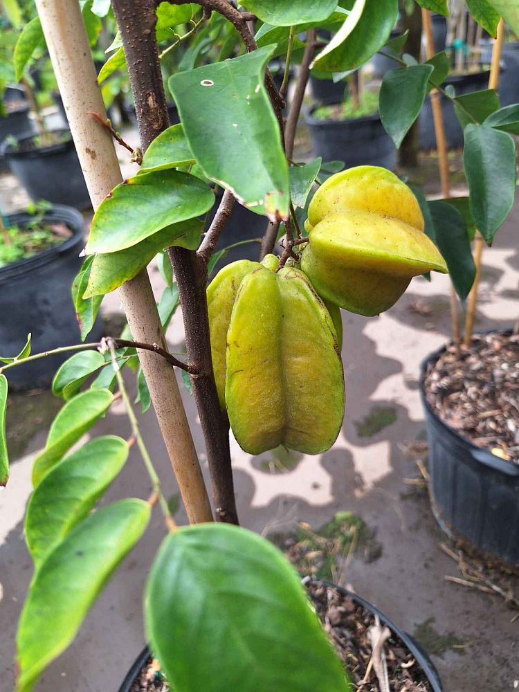 averrhoa-carambola-star-fruit-edible