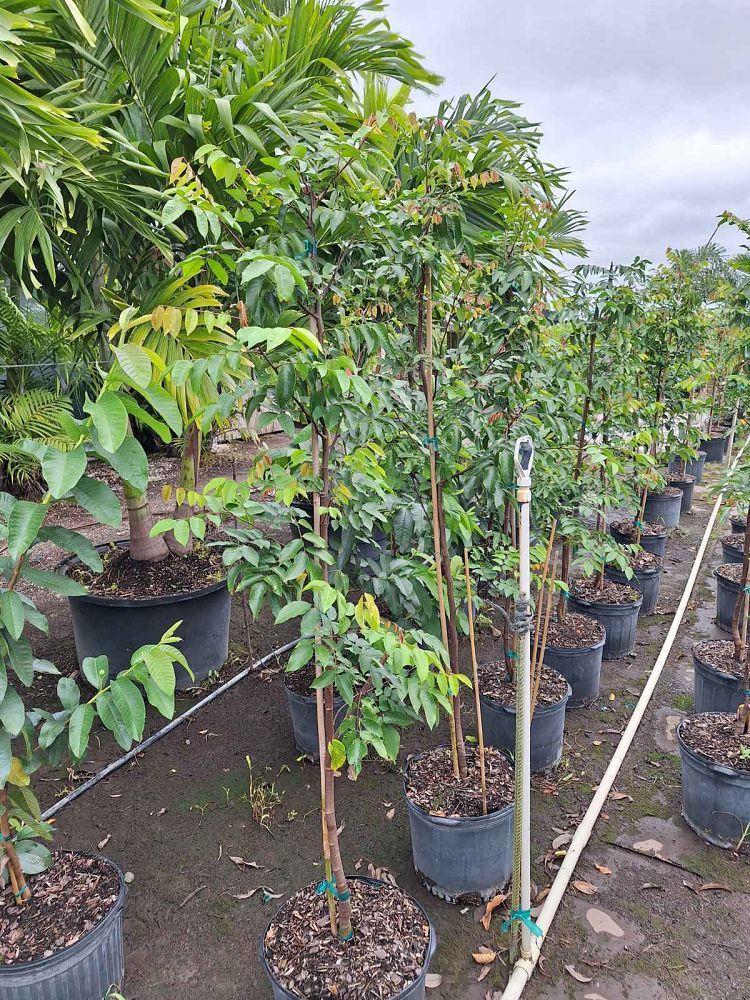 averrhoa-carambola-star-fruit-edible