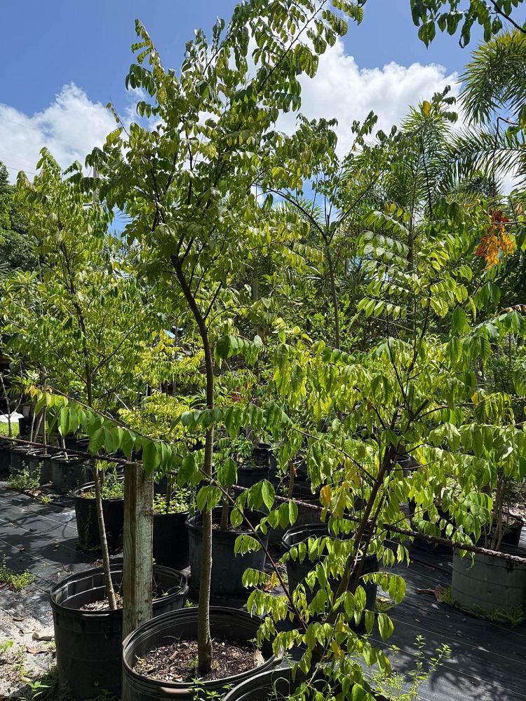 averrhoa-carambola-star-fruit-edible