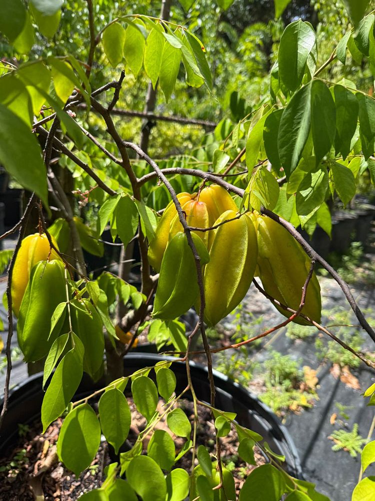 averrhoa-carambola-star-fruit-edible