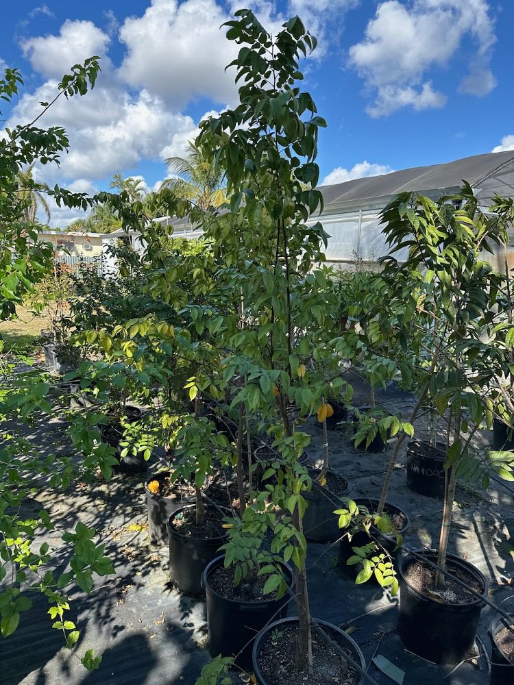 averrhoa-carambola-star-fruit-edible
