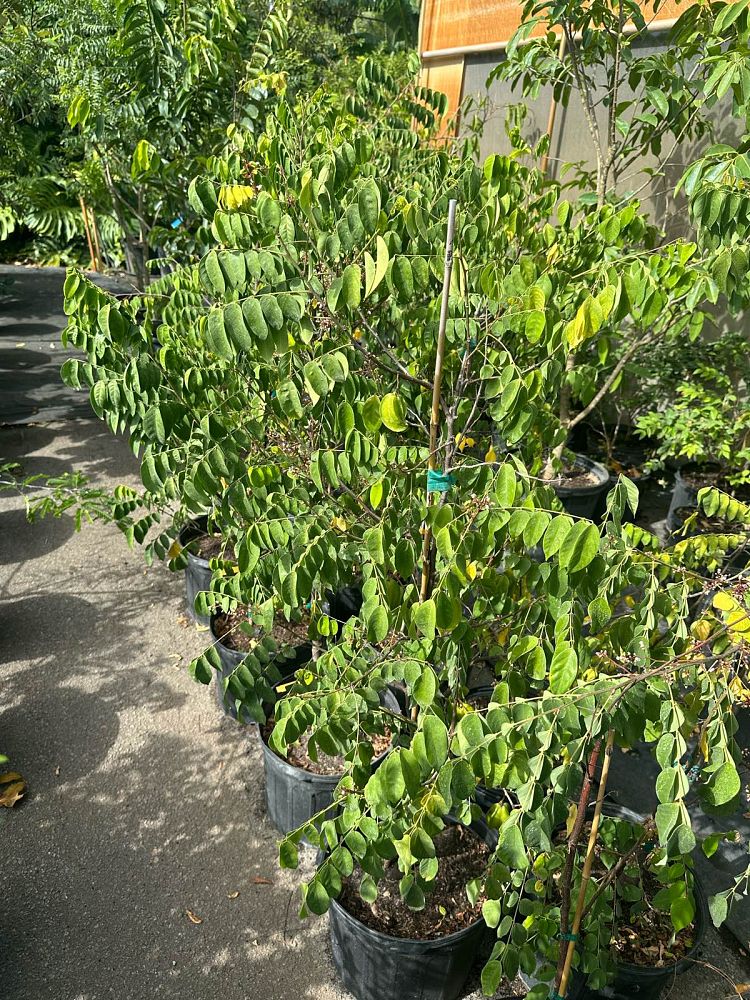 averrhoa-carambola-star-fruit-edible