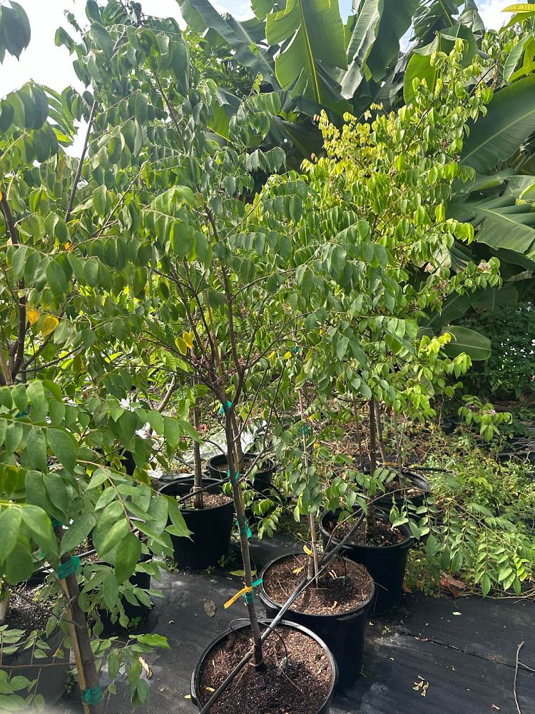 averrhoa-carambola-star-fruit-edible
