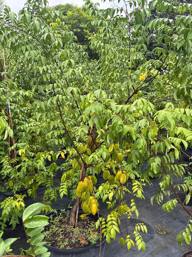 averrhoa-carambola-star-fruit-edible