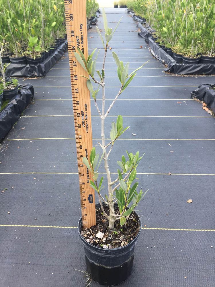 avicennia-germinans-black-mangrove