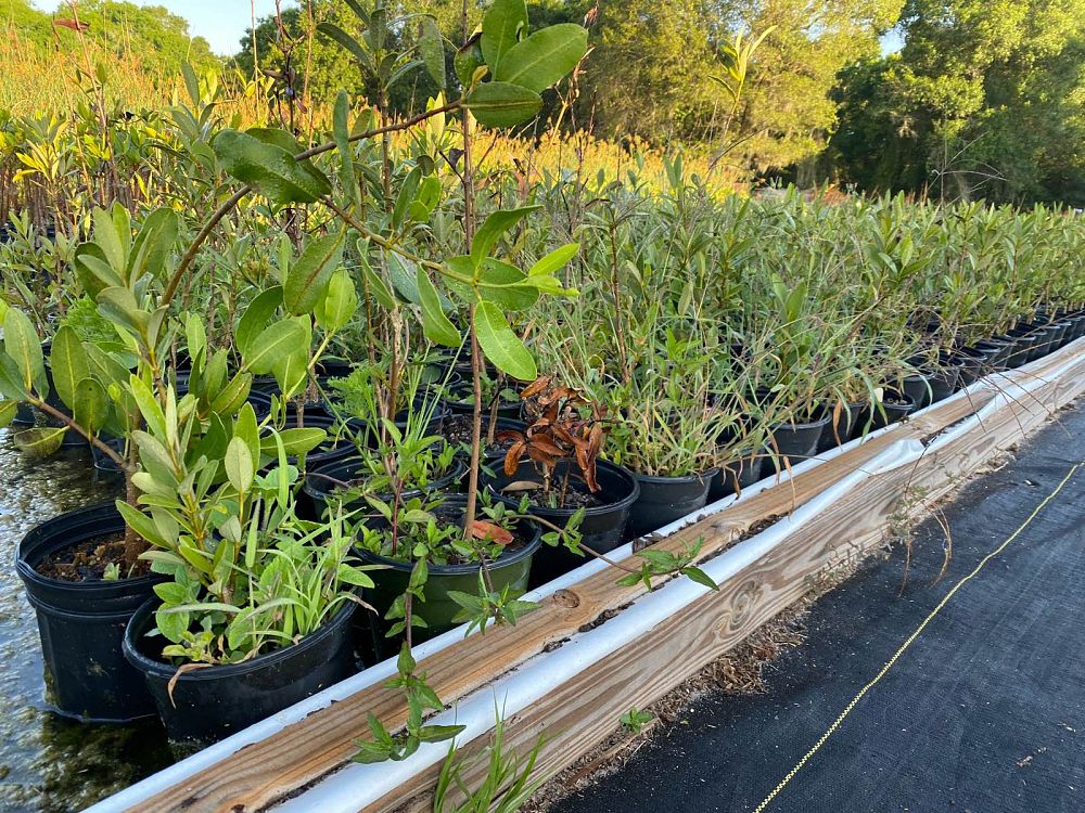 avicennia-germinans-black-mangrove