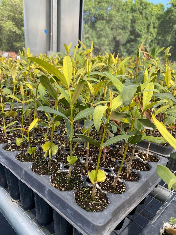 avicennia-germinans-black-mangrove