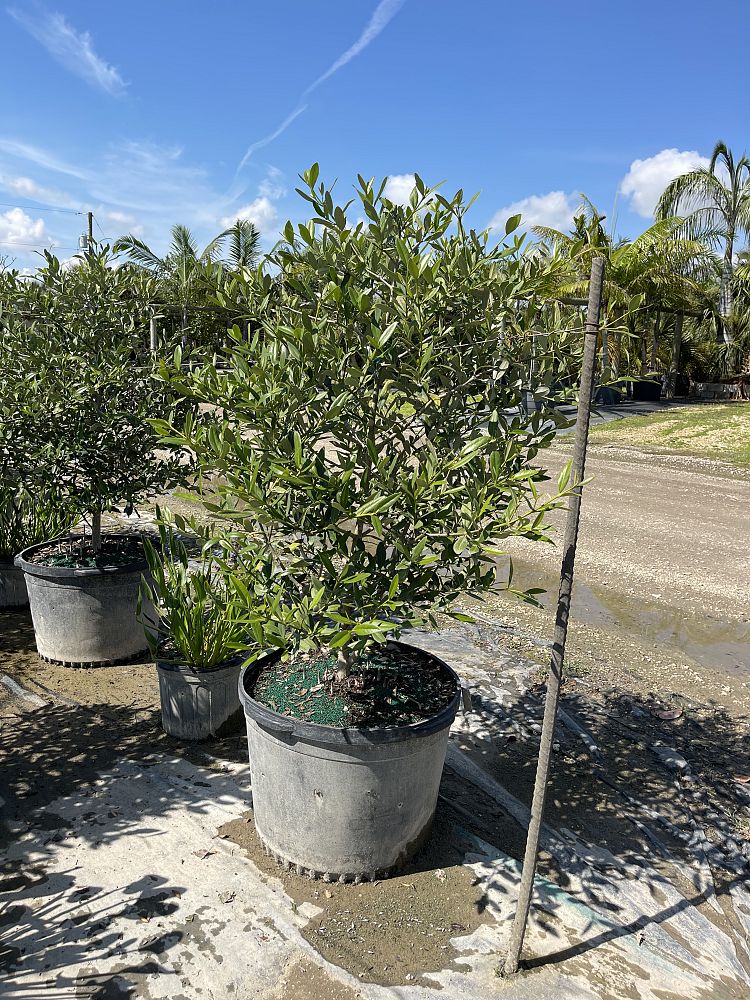 avicennia-germinans-black-mangrove