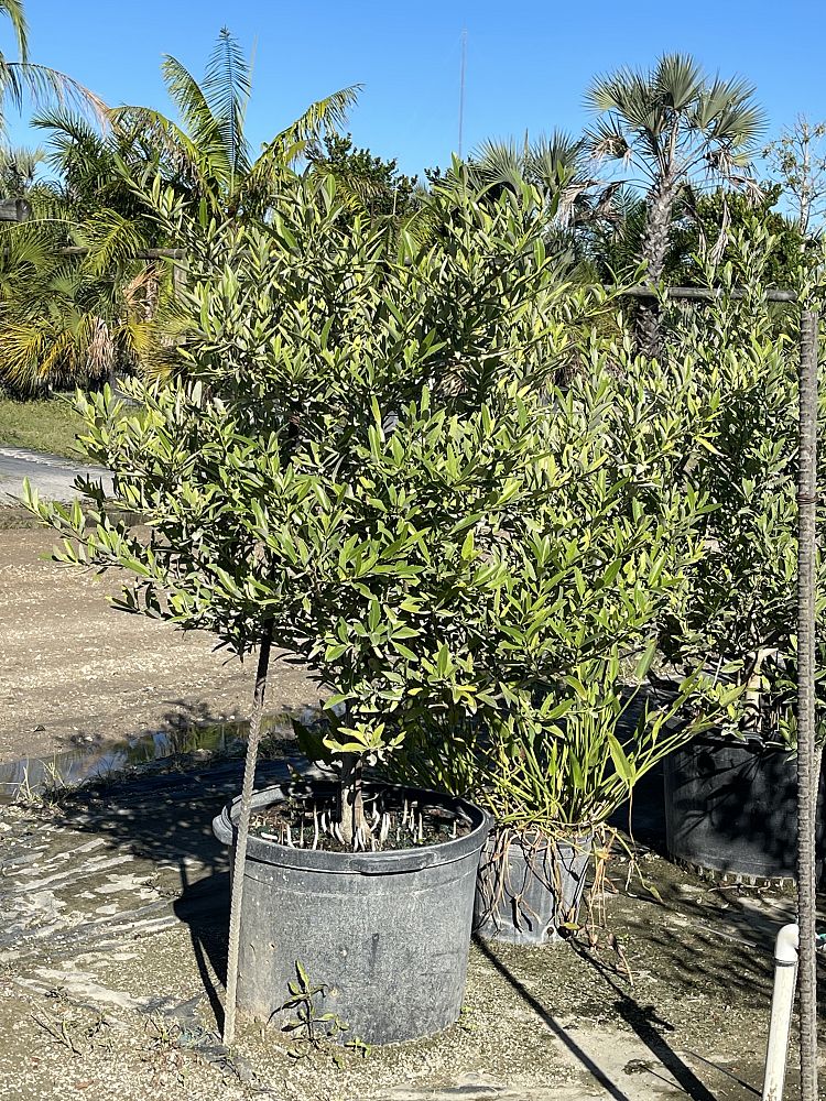 avicennia-germinans-black-mangrove