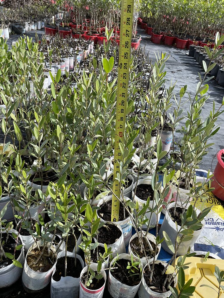 avicennia-germinans-black-mangrove