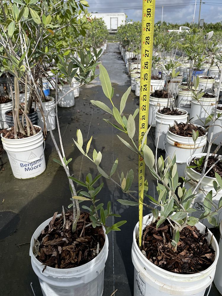avicennia-germinans-black-mangrove