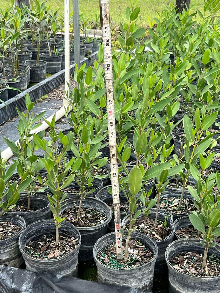 avicennia-germinans-black-mangrove