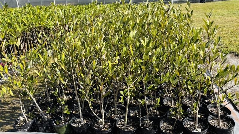 avicennia-germinans-black-mangrove