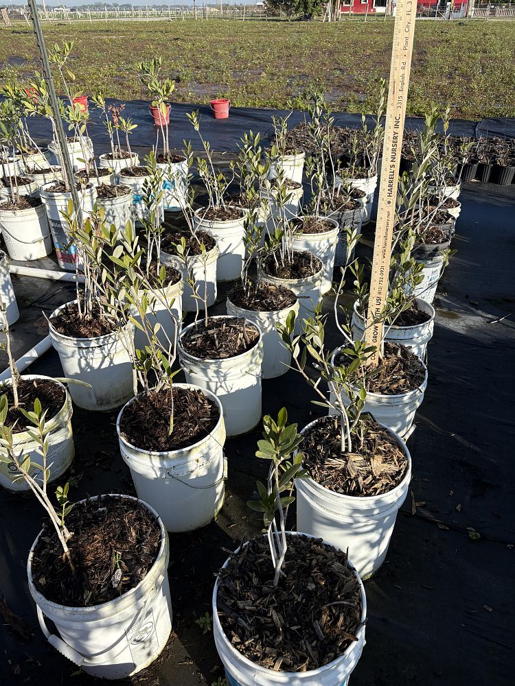 avicennia-germinans-black-mangrove