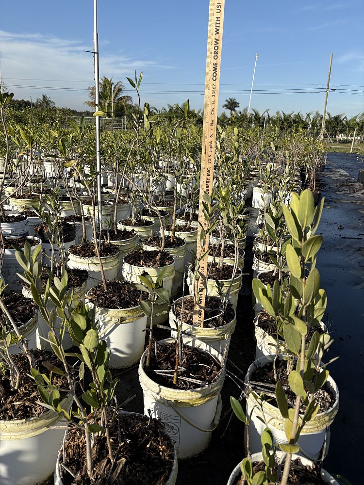 avicennia-germinans-black-mangrove