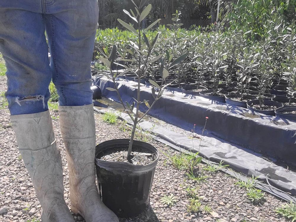 avicennia-germinans-black-mangrove