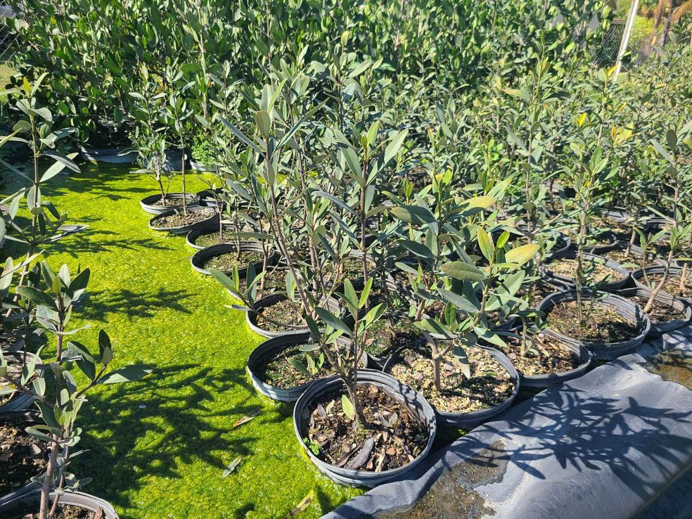 avicennia-germinans-black-mangrove