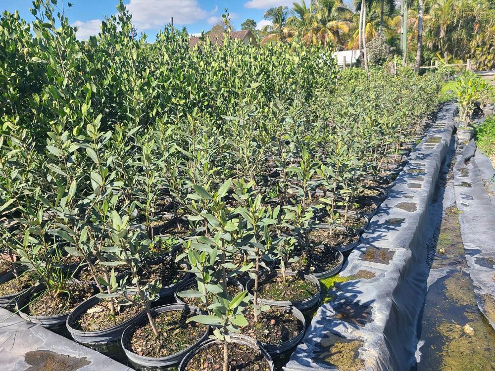 avicennia-germinans-black-mangrove