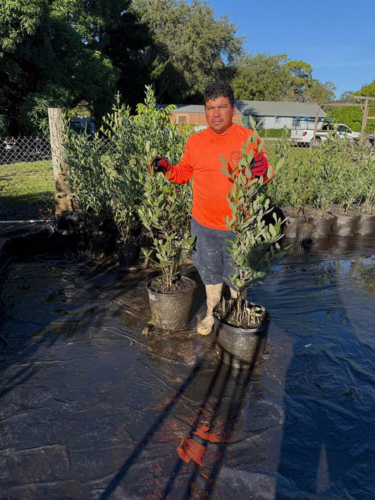 avicennia-germinans-black-mangrove