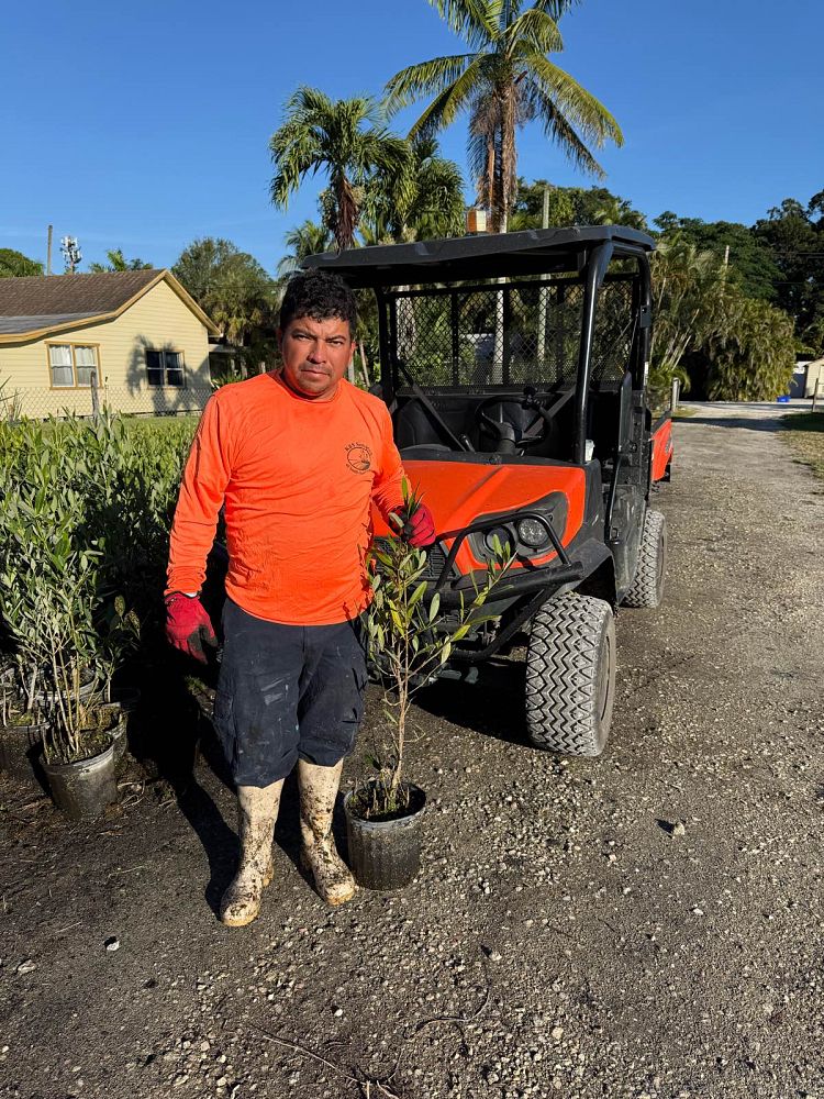 avicennia-germinans-black-mangrove
