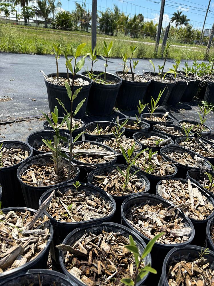 avicennia-germinans-black-mangrove