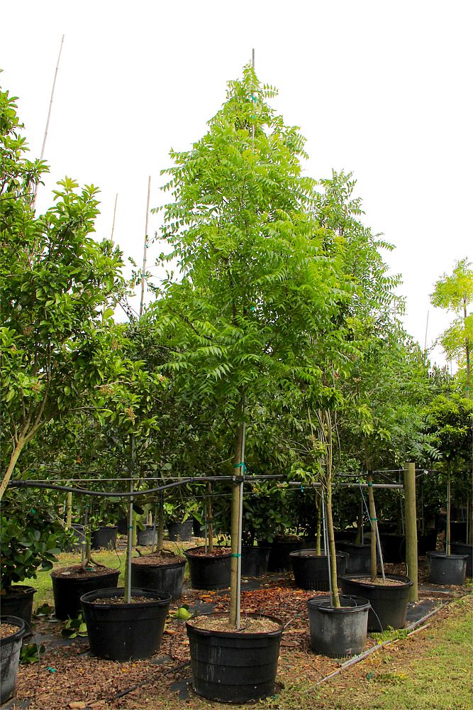 azadirachta-indica-neem-tree-indian-lilac