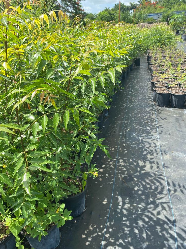 azadirachta-indica-neem-tree-indian-lilac