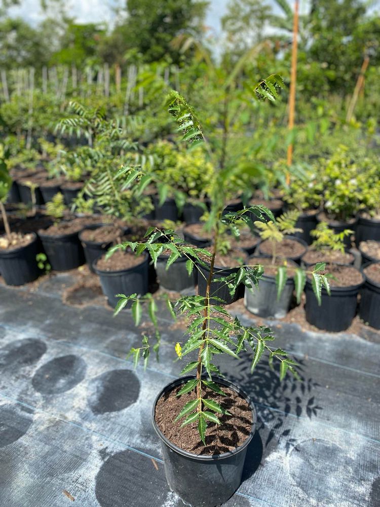 azadirachta-indica-neem-tree-indian-lilac