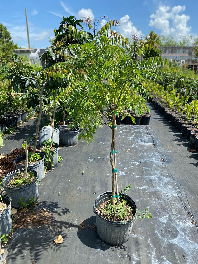azadirachta-indica-neem-tree-indian-lilac