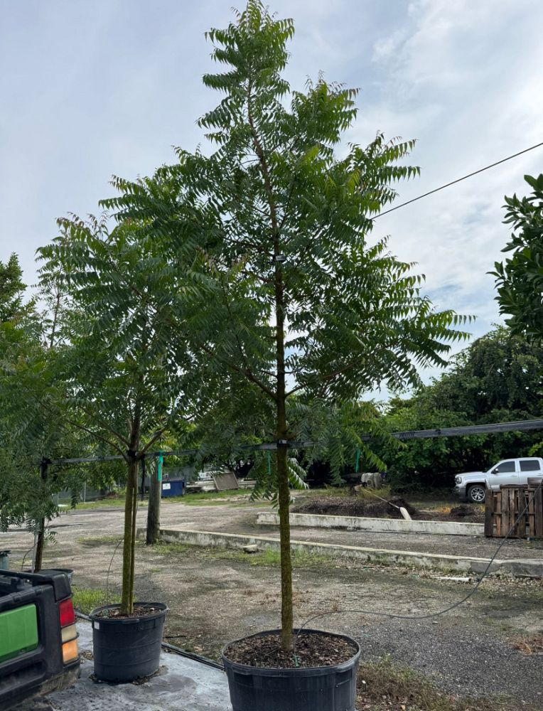 azadirachta-indica-neem-tree-indian-lilac