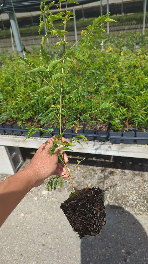 azadirachta-indica-neem-tree-indian-lilac