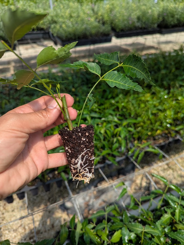 azadirachta-indica-neem-tree-indian-lilac