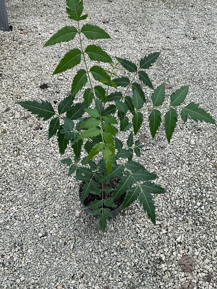 azadirachta-indica-neem-tree-indian-lilac