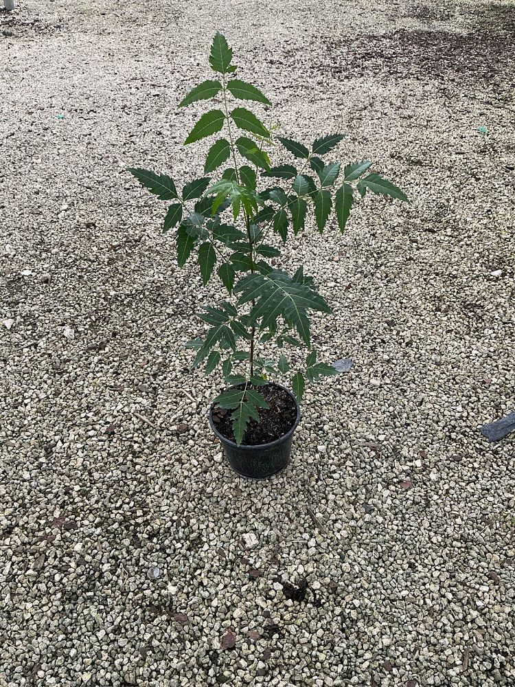 azadirachta-indica-neem-tree-indian-lilac