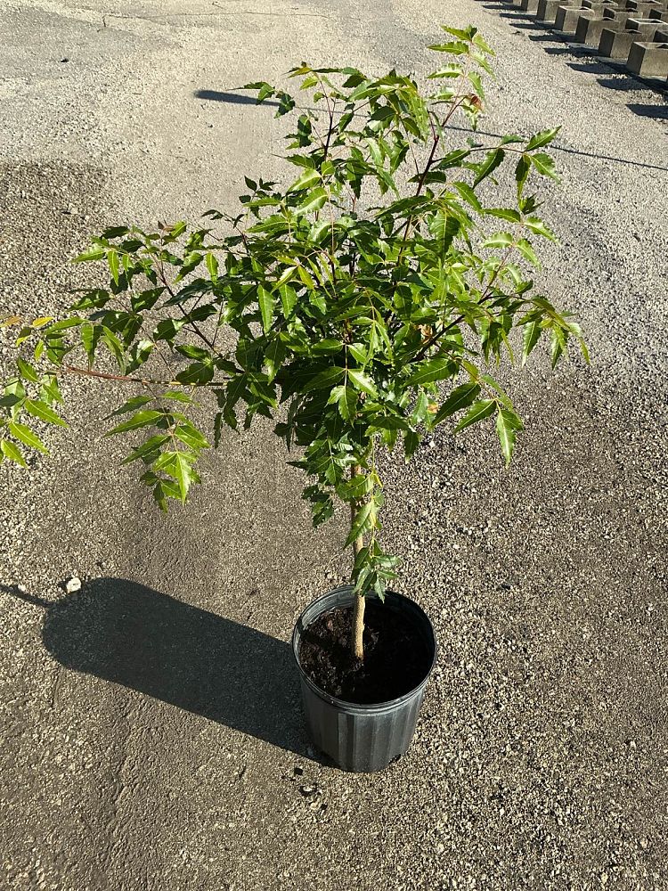 azadirachta-indica-neem-tree-indian-lilac