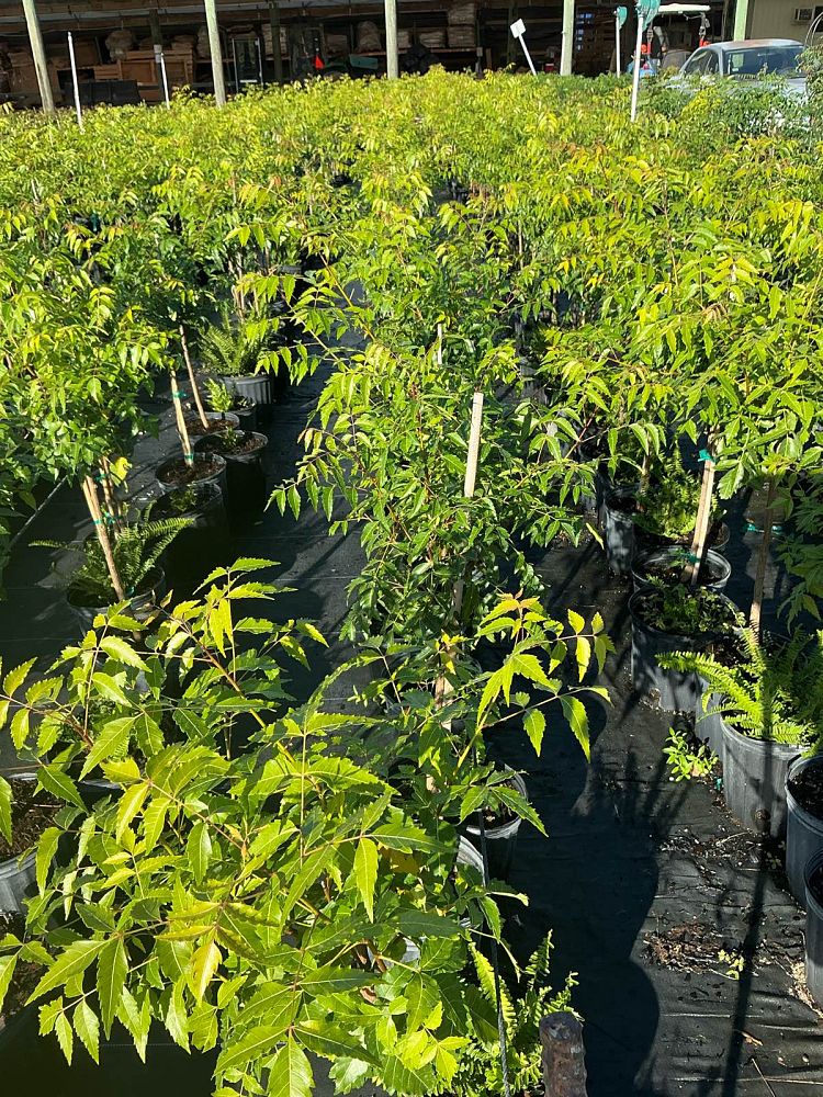 azadirachta-indica-neem-tree-indian-lilac