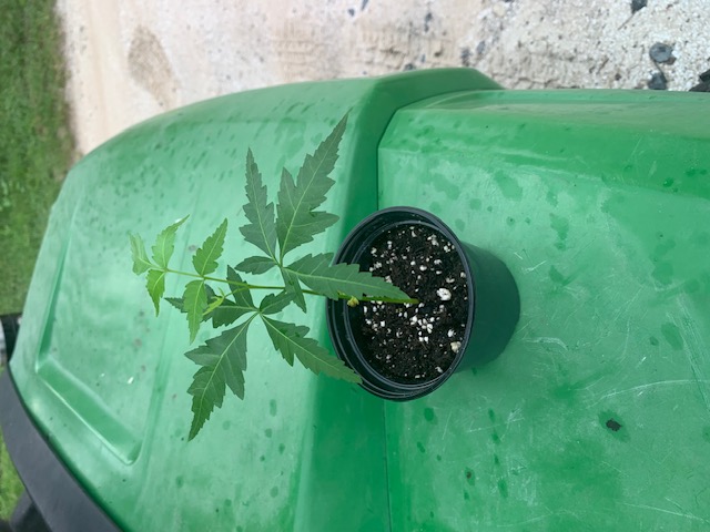 azadirachta-indica-neem-tree-indian-lilac
