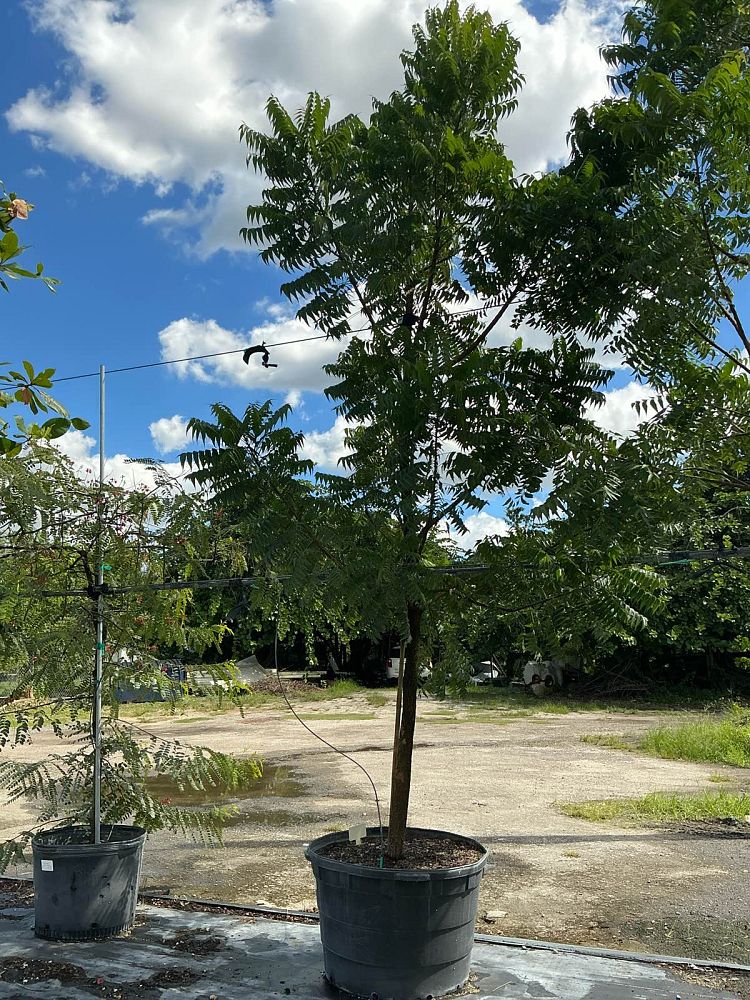 azadirachta-indica-neem-tree-indian-lilac