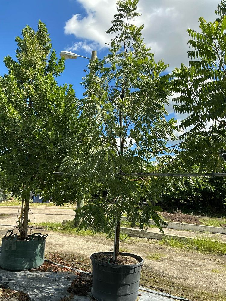 azadirachta-indica-neem-tree-indian-lilac