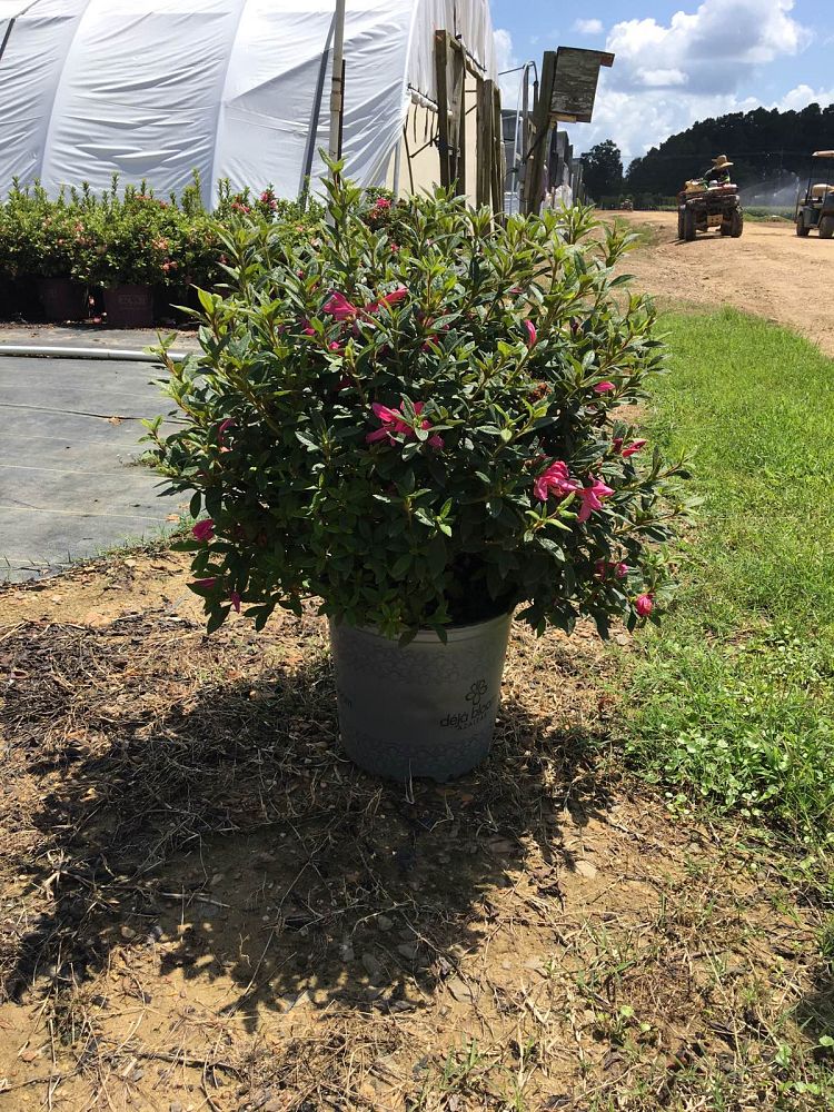 azalea-deja-bloom-pink-ribbons
