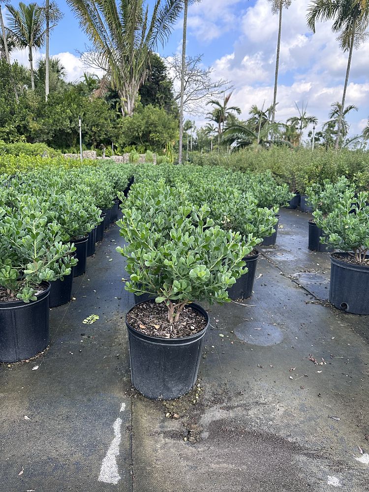baccharis-dioica-hammock-groundset