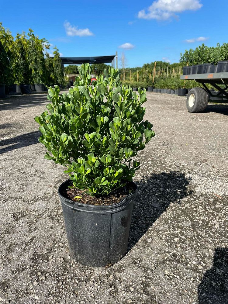 baccharis-dioica-hammock-groundset