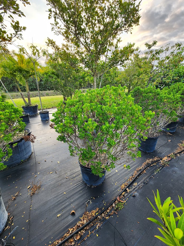 baccharis-dioica-hammock-groundset