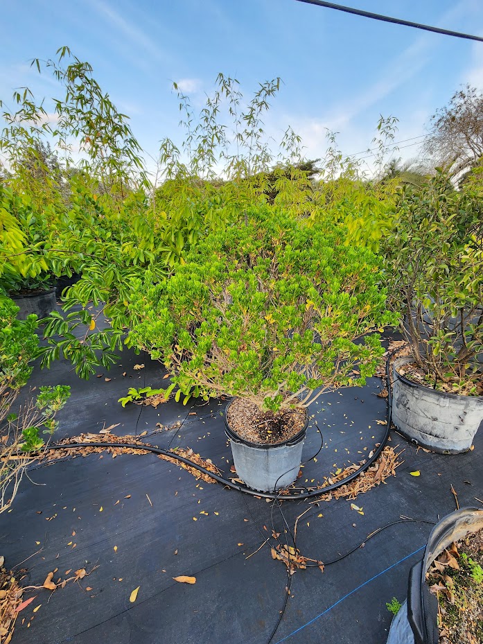 baccharis-dioica-hammock-groundset
