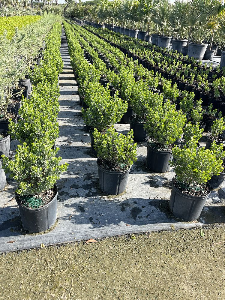 baccharis-dioica-hammock-groundset
