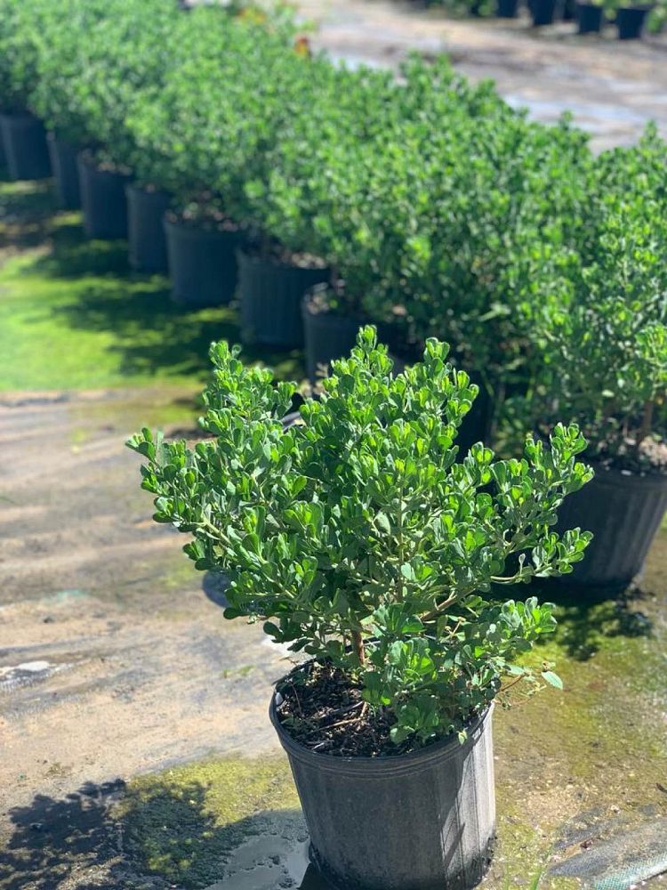 baccharis-dioica-hammock-groundset