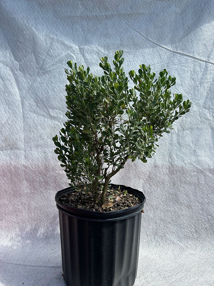 baccharis-dioica-hammock-groundset