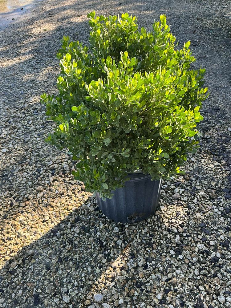 baccharis-dioica-hammock-groundset